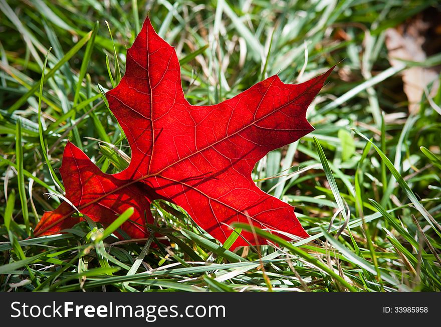 Colourful autumn maple leaf closeup - natural background. Colourful autumn maple leaf closeup - natural background