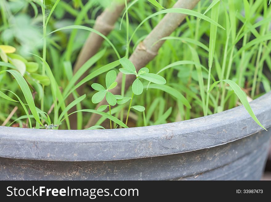 Small plants is growing in the pot