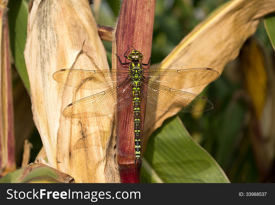 Big wings dragonfly siting on corn cleaning her legs