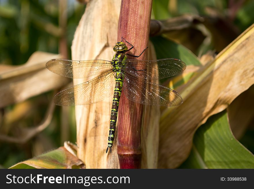 Big wings dragonfly siting on corn cleaning her legs