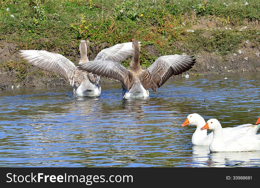 Image of two male geese showing their feathers to two female geese in a mating ritual