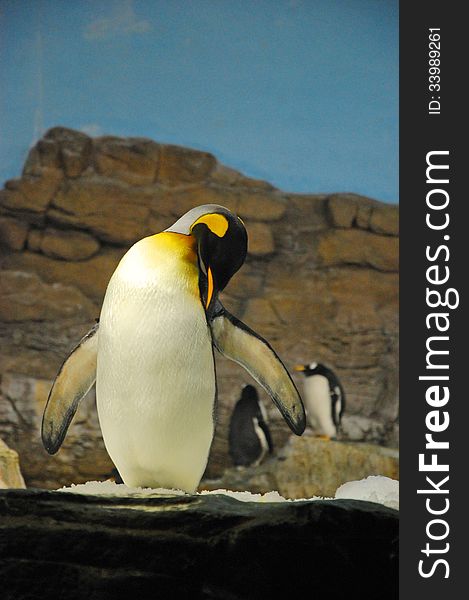 Penguin Habitat