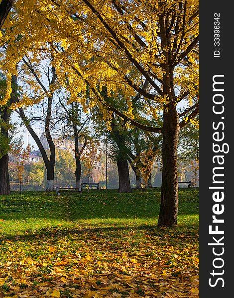 Yellowed leaves fell from the tree on the green grass in the morning early autumn. Yellowed leaves fell from the tree on the green grass in the morning early autumn