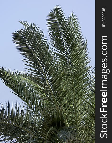 Leaves of a palm tree with blue sky