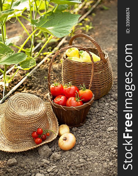 freshly harvested vegetables