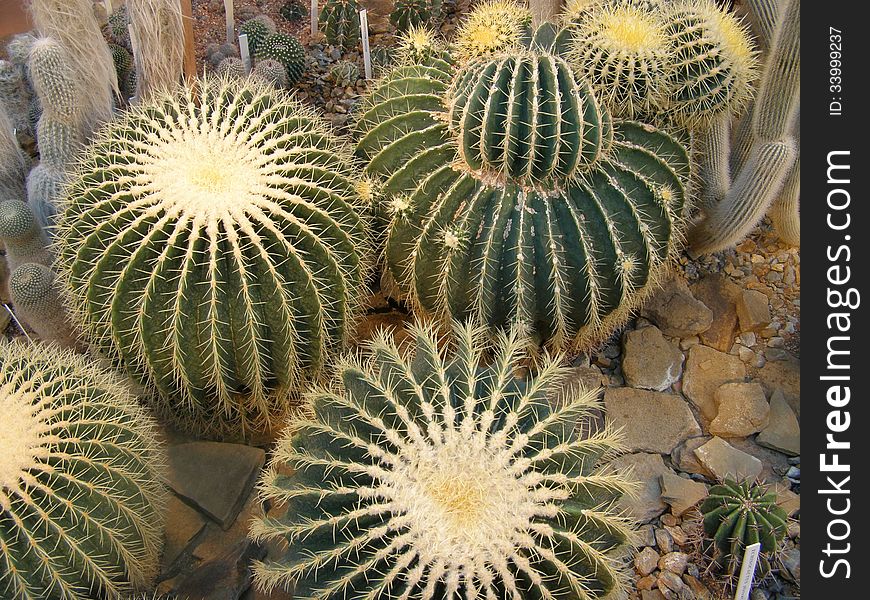 Barrel Cactus Echinocactus Grusonii