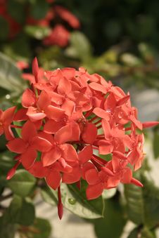 Ixora Stock Images Ixora Stock Images