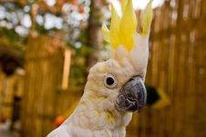 Cockatoo Royalty Free Stock Photos Cockatoo Royalty Free Stock Photos