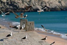 Seagulls In Flight Stock Photo Seagulls In Flight Stock Photo