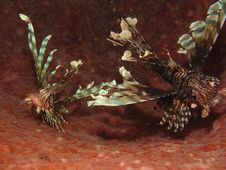 Lion Fish Pair In Barrel Sponge Royalty Free Stock Photos