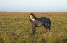 Horse Royalty Free Stock Image