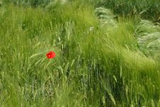 Poppy Flower In Young Wheat Stock Image Poppy Flower In Young Wheat Stock Image