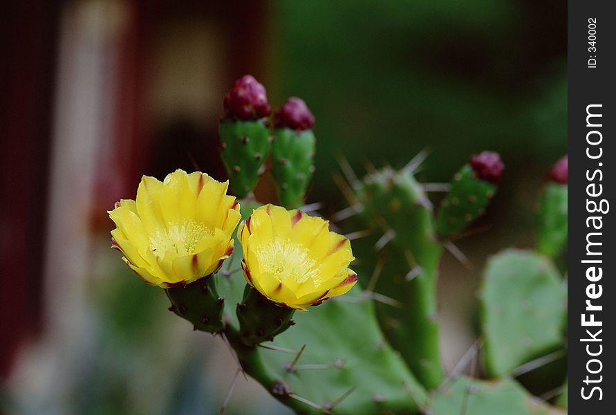 Wild Flowers Image