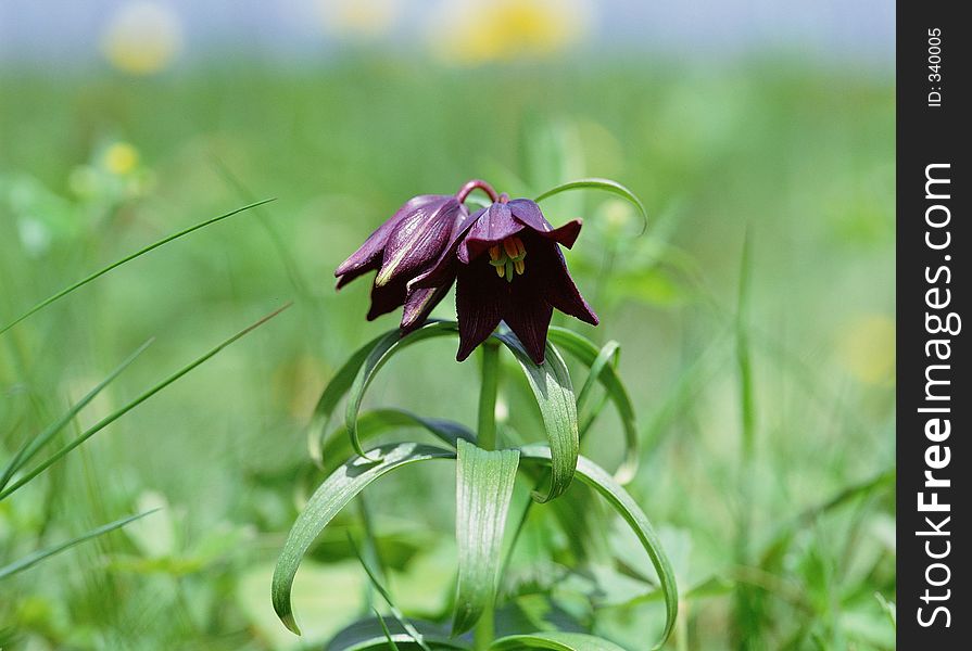 Wild Flowers Image