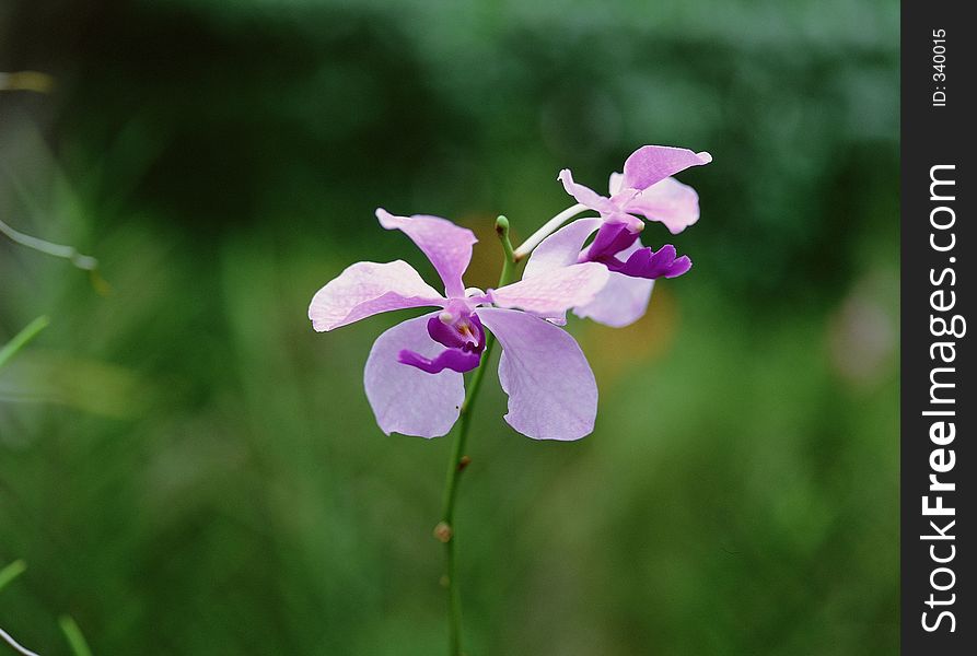 Wild Flowers Image