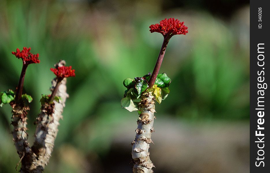 Wild Flowers Image