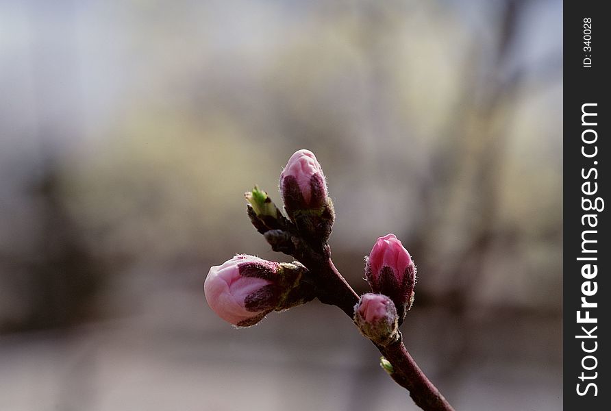 Wild Flowers Image