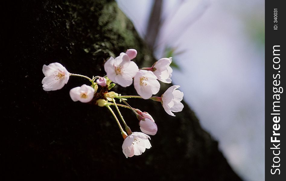 Wild Flowers Image