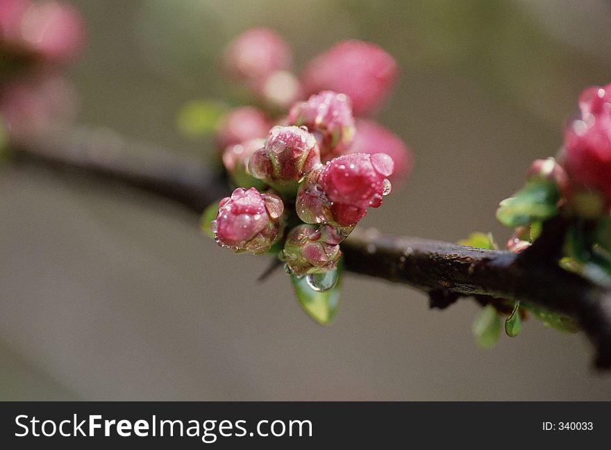 Wild Flowers Image