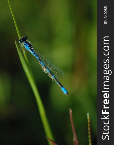 A blue dragonfly resting on a blade of grass