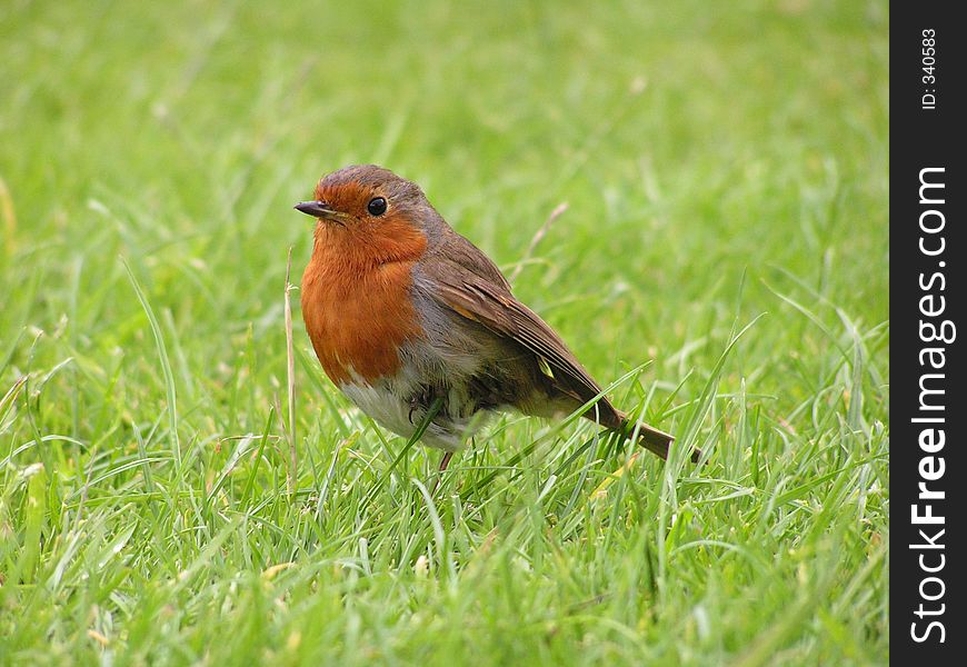 Redbeard Bird