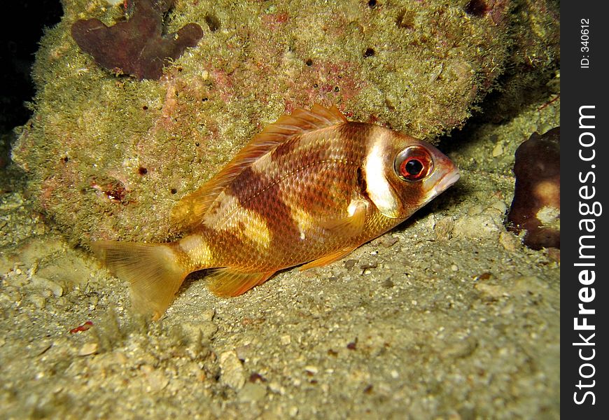 A species of monocle bream