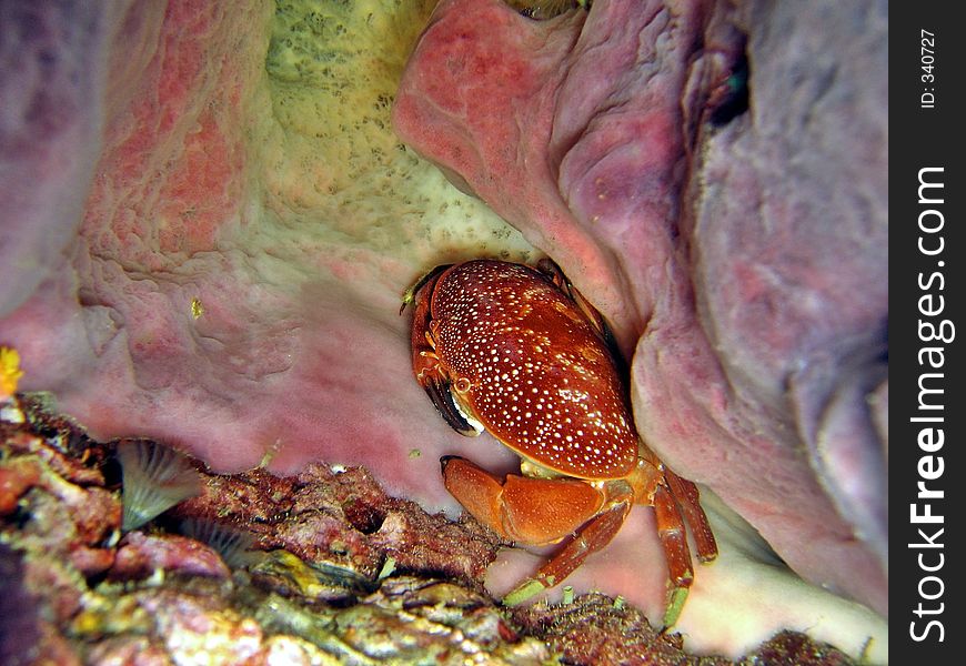 A reef crab hiding among corals. A reef crab hiding among corals