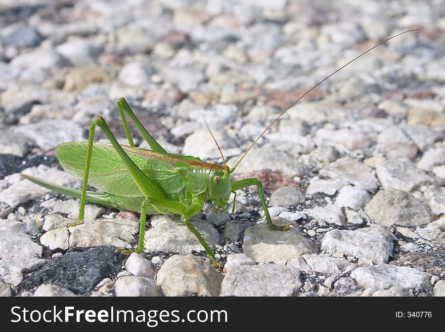 Grasshopper on the pavement