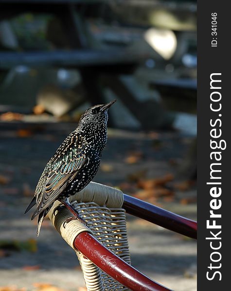 European starling