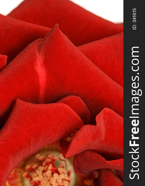 Vertical of red rose pedals isolated on white back drop from a top view. Vertical of red rose pedals isolated on white back drop from a top view