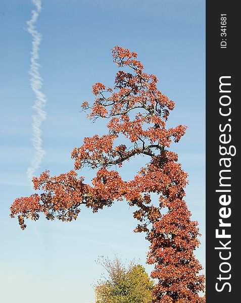 A tree in fall, with a very interesting shape against a blue sky with a vapor trail across it