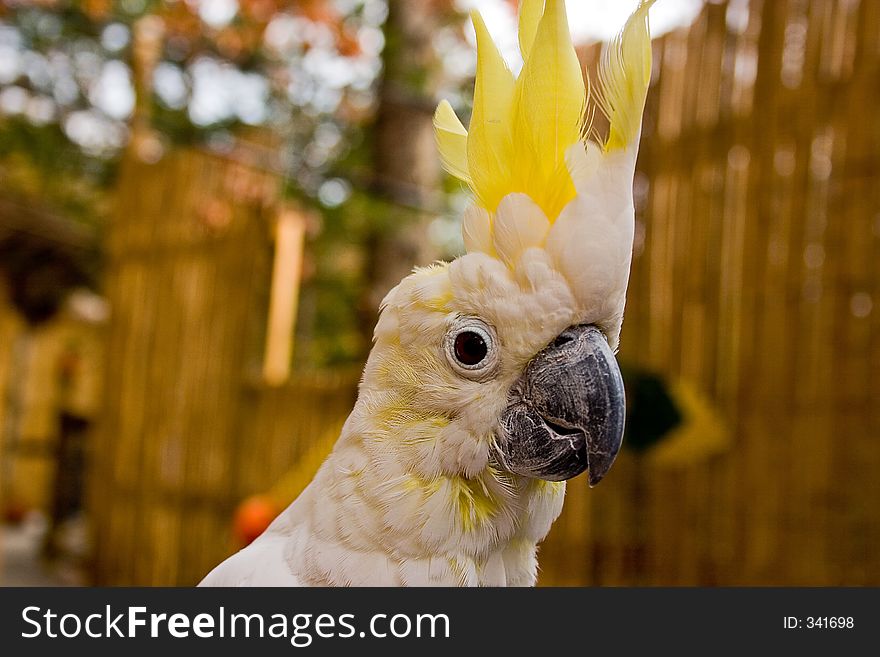 A show off sulphur cested cockatoo'strutting her stuff'