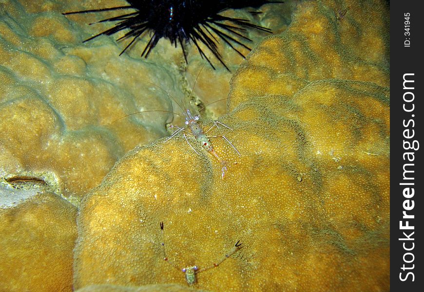 A transparent cleaner shrimp out at night searching for food