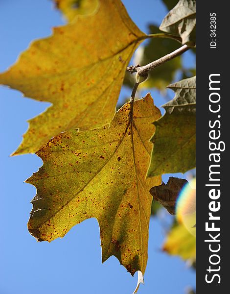 Close up of Oak Leaves