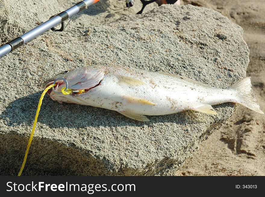white fish laying on rock with a fishing pole. white fish laying on rock with a fishing pole