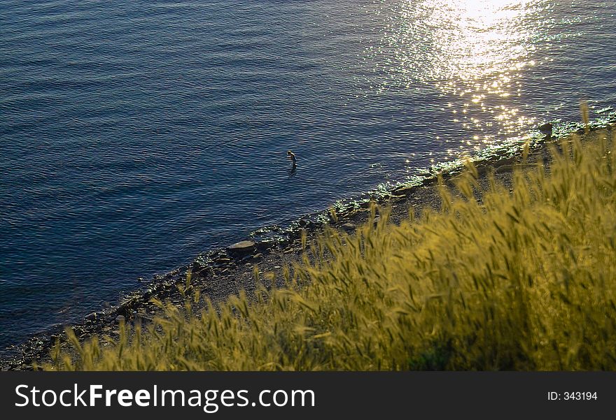 Wheat and the sea. Wheat and the sea