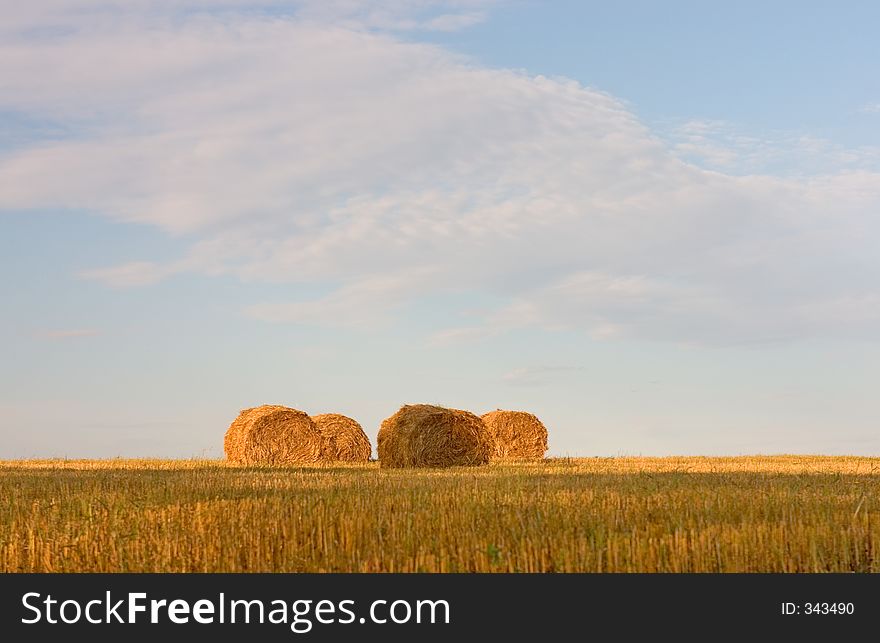 Hayricks on the field. Hayricks on the field