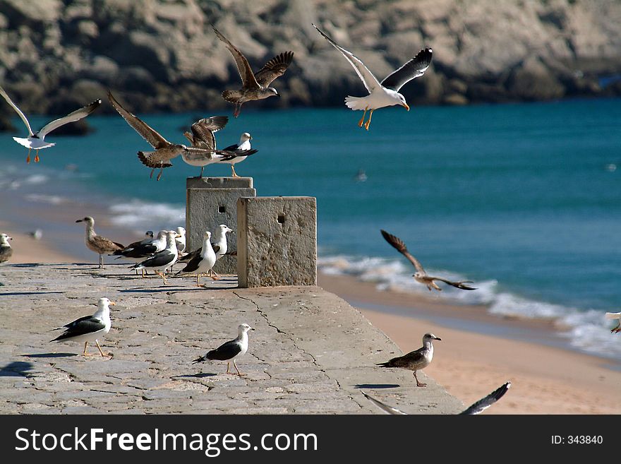 Seagulls in flight on beach