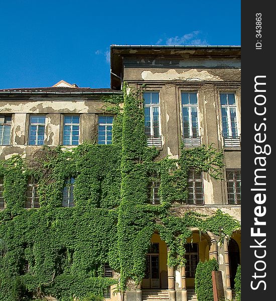 Old building in budapest covered with vines. Old building in budapest covered with vines