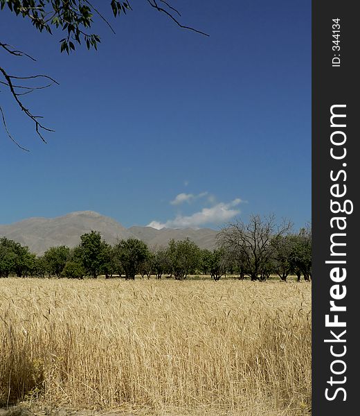 Golden wheaties in field; end of summer