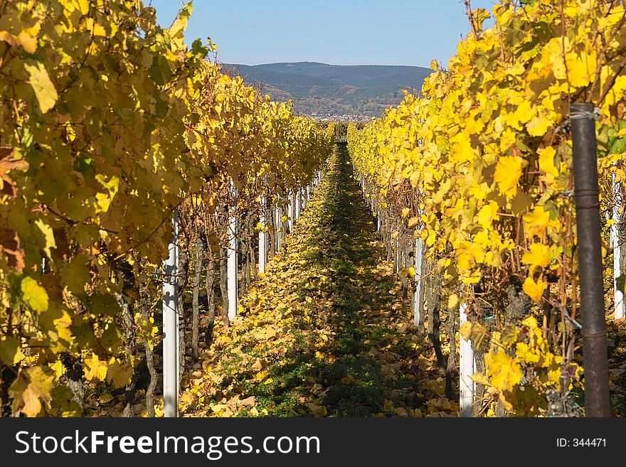 Autumn wineyards