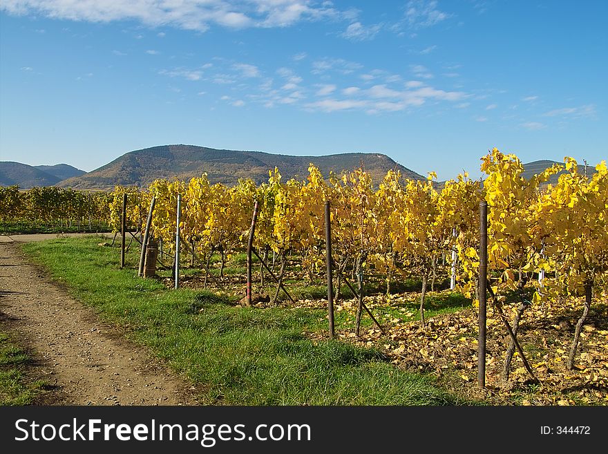 Yellow rows of grapes