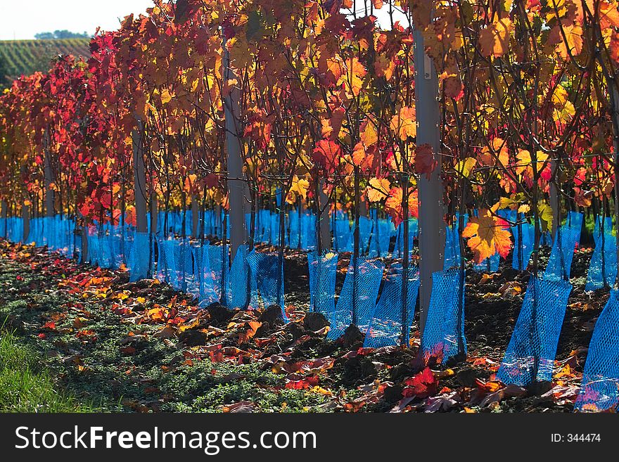 Close-up of the blue net protection for wine grapes. Close-up of the blue net protection for wine grapes