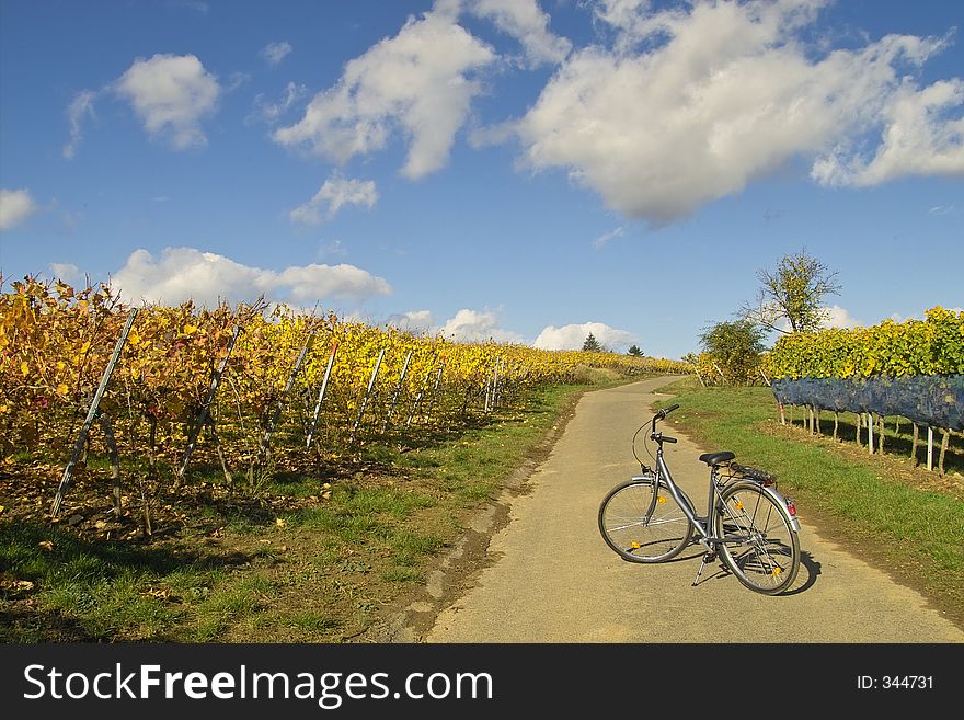 Bicycle In Wineyards