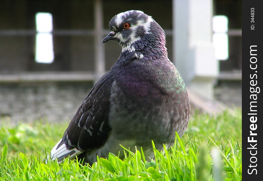 Pigeon sitting in a grass in territory of the old castle. Pigeon sitting in a grass in territory of the old castle