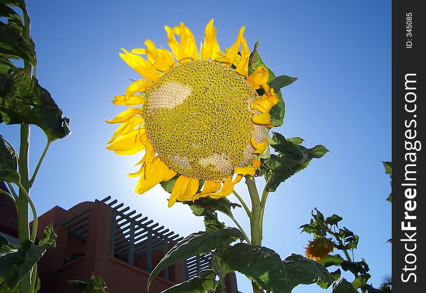 Sunflower Ahead Sun