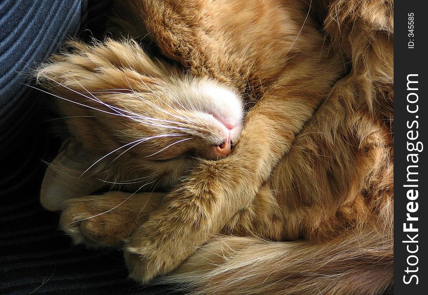Red cat sleeps