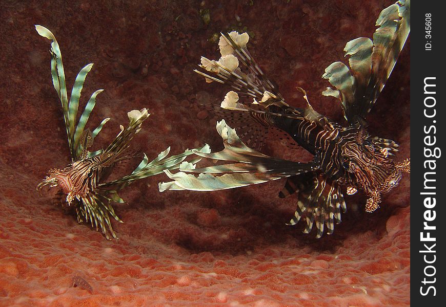 Lion Fish Pair in Barrel Sponge