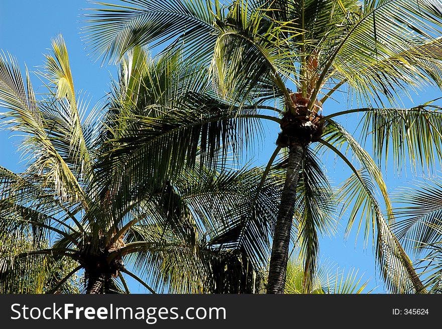 Looking up at the swaying palms. Looking up at the swaying palms