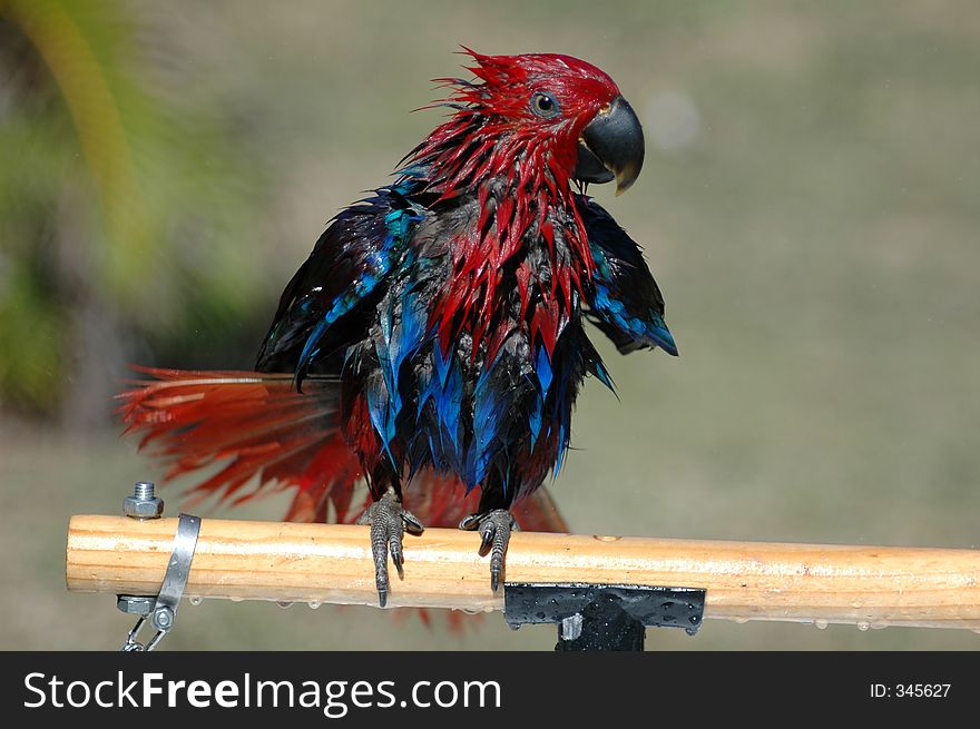 Eclectus Parrot who just had a shower. Eclectus Parrot who just had a shower